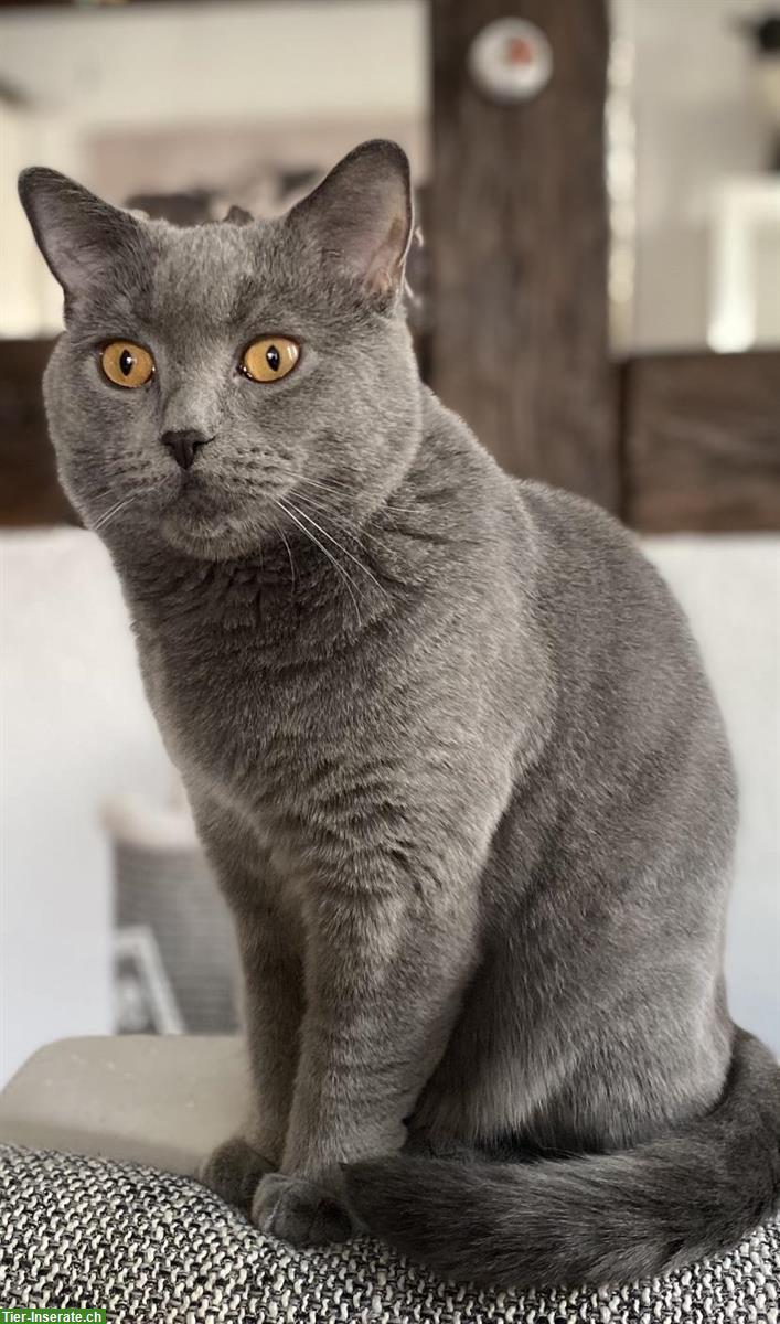 Bild 2: 7-jähriger BKH Kater, kastriert sucht ein Zuhause