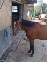 Mutter/Kind Reitbeteiligung/Pferdebetreuung GESUCHT