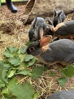 Lohkaninchen weiblich + männlich zu verkaufen