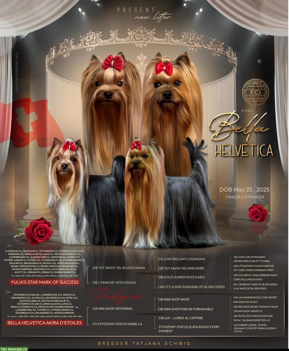 Yorkshire Terrier Welpen mit Stammbaum
