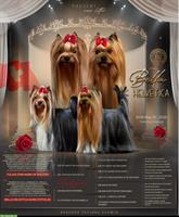 Yorkshire Terrier Welpen mit Stammbaum