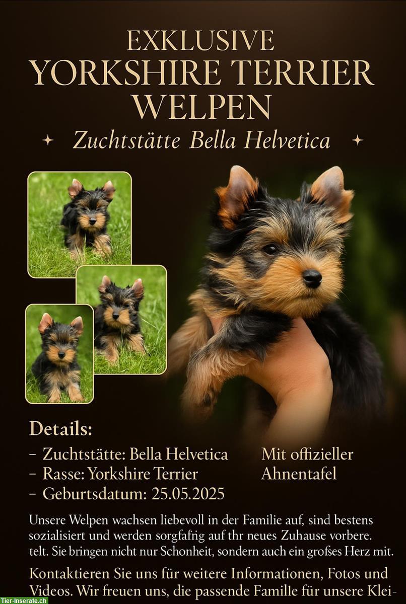 Bild 2: Yorkshire Terrier Welpen mit Stammbaum