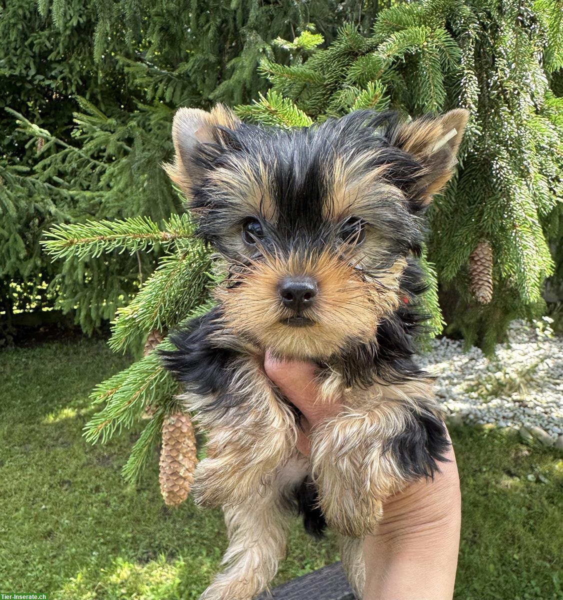 Bild 3: Yorkshire Terrier Welpen mit Stammbaum
