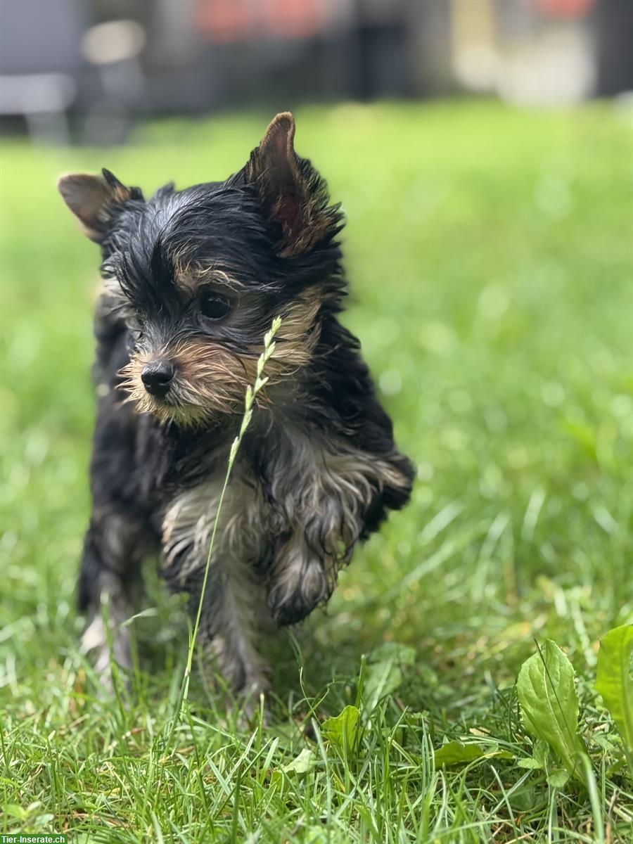 Bild 4: Yorkshire Terrier Welpen mit Stammbaum