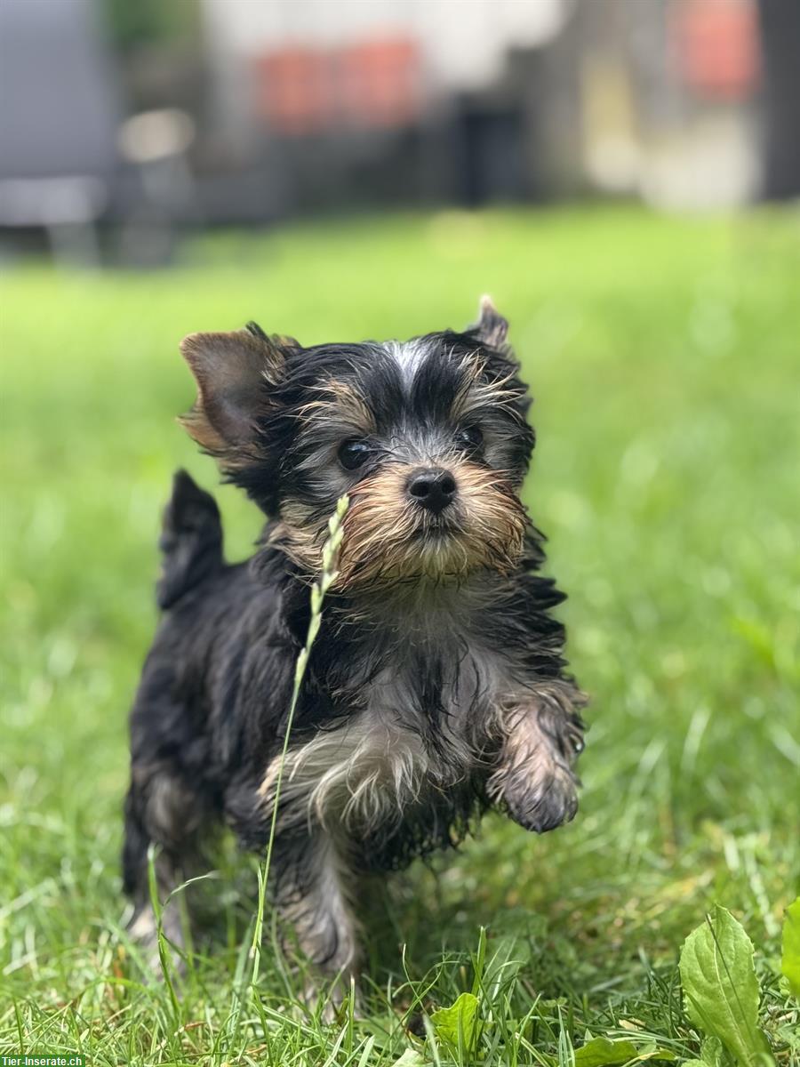 Bild 5: Yorkshire Terrier Welpen mit Stammbaum