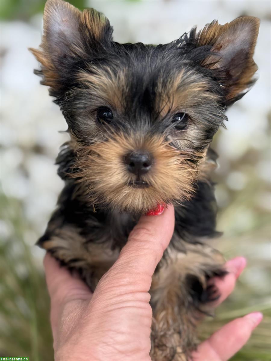 Bild 7: Yorkshire Terrier Welpen mit Stammbaum