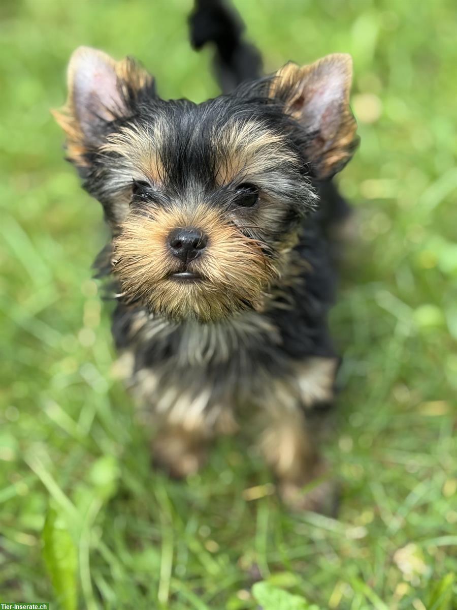 Bild 8: Yorkshire Terrier Welpen mit Stammbaum