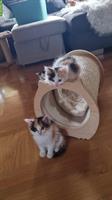 Ragdoll Mix Kitten + Heilige Birma Mix Kitten