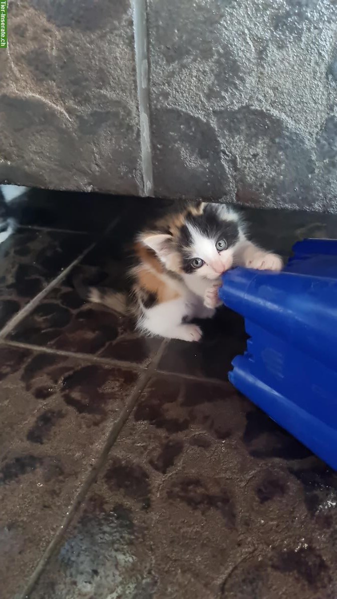 Bild 2: Ragdoll Mix Kitten + Heilige Birma Mix Kitten