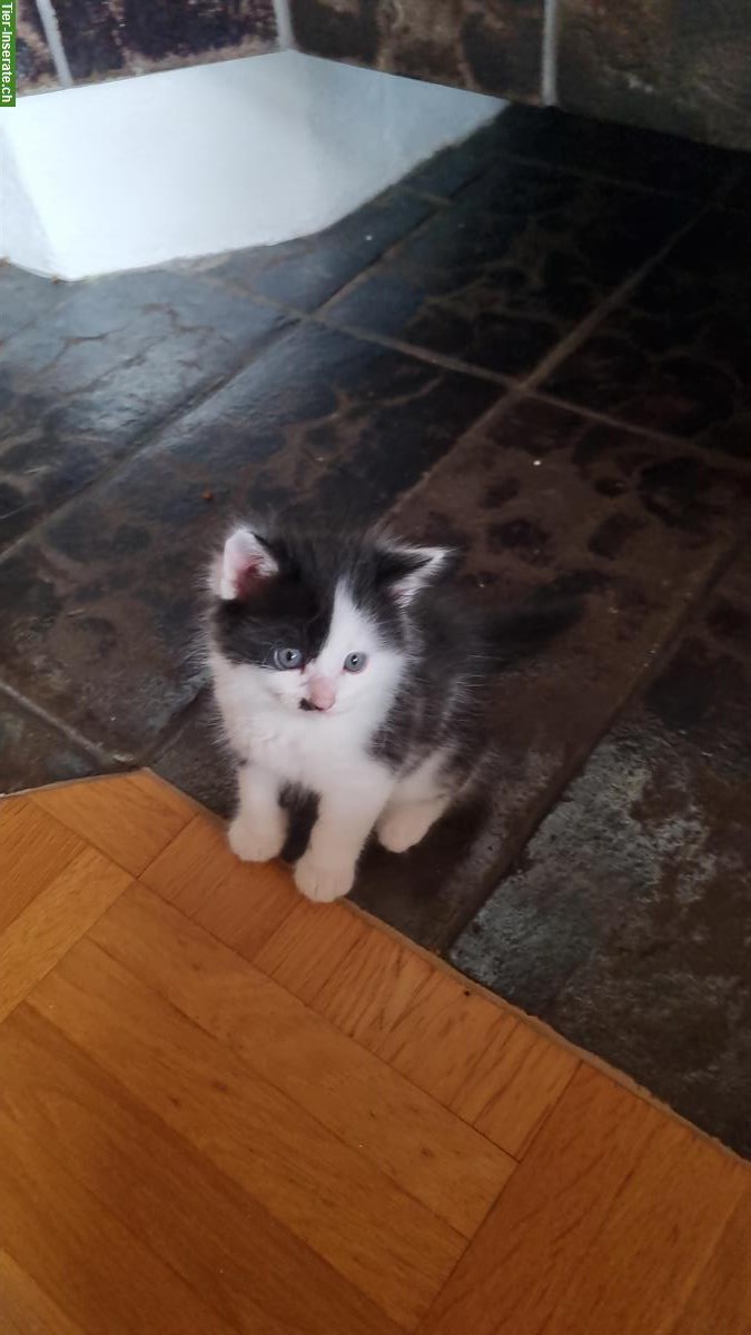 Bild 3: Ragdoll Mix Kitten + Heilige Birma Mix Kitten