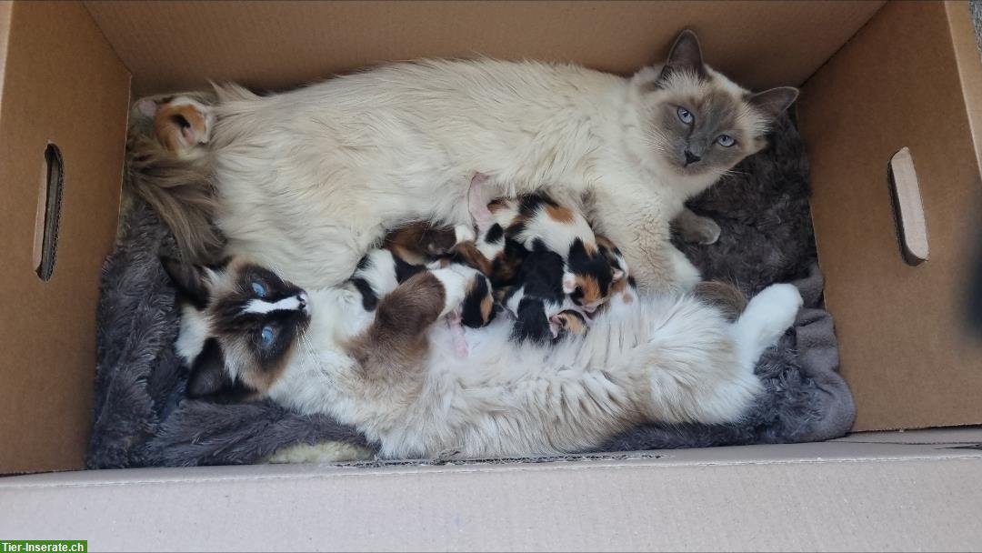 Bild 4: Ragdoll Mix Kitten + Heilige Birma Mix Kitten