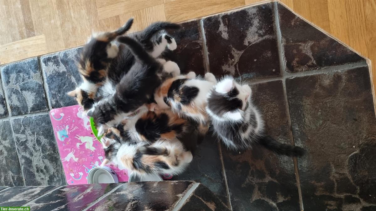 Bild 5: Ragdoll Mix Kitten + Heilige Birma Mix Kitten