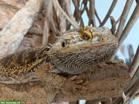 Bartagame Mariko sucht neues Zuhause mit Terrarium