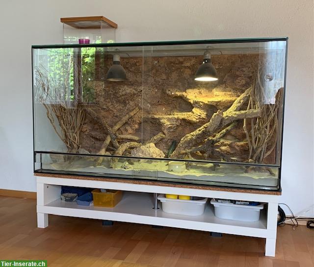 Bild 3: Bartagame Mariko sucht neues Zuhause mit Terrarium