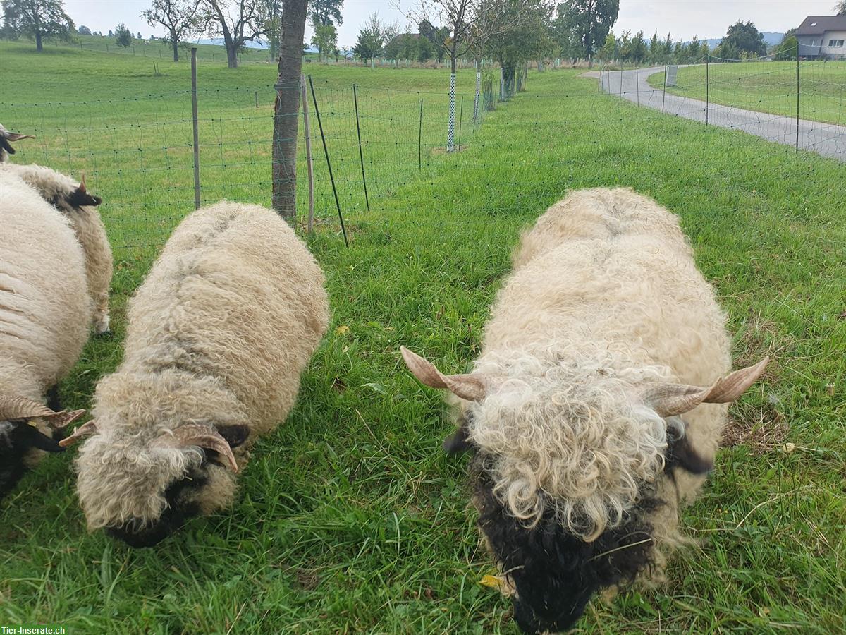 Bild 2: Schwarznasen Schafbock GESUCHT