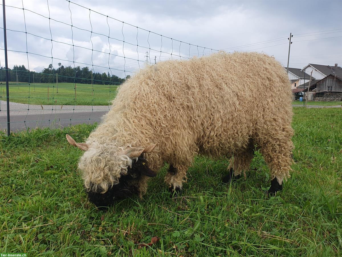 Bild 3: Schwarznasen Schafbock GESUCHT