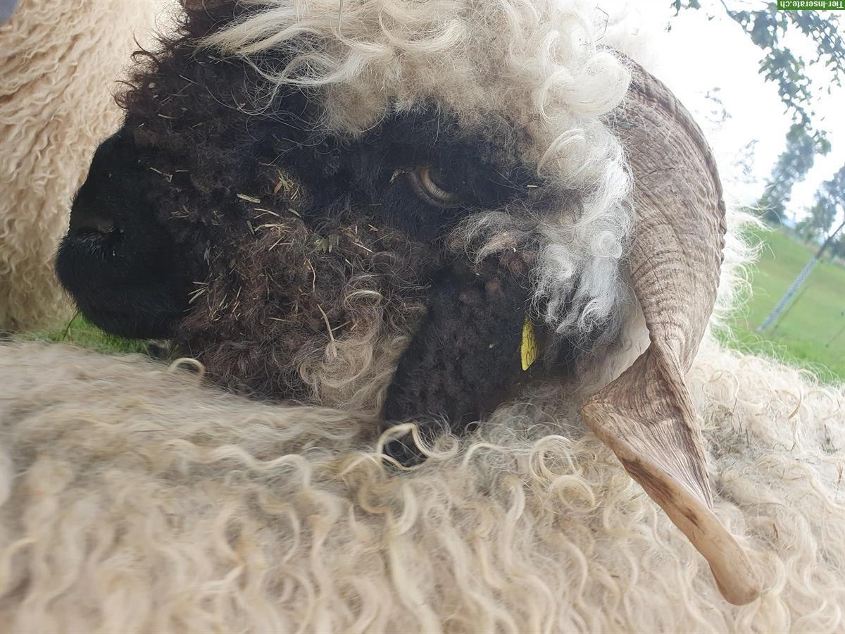 Bild 4: Schwarznasen Schafbock GESUCHT