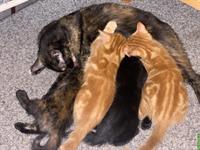 Kitten suchen Familienanschluss mit Auslauf