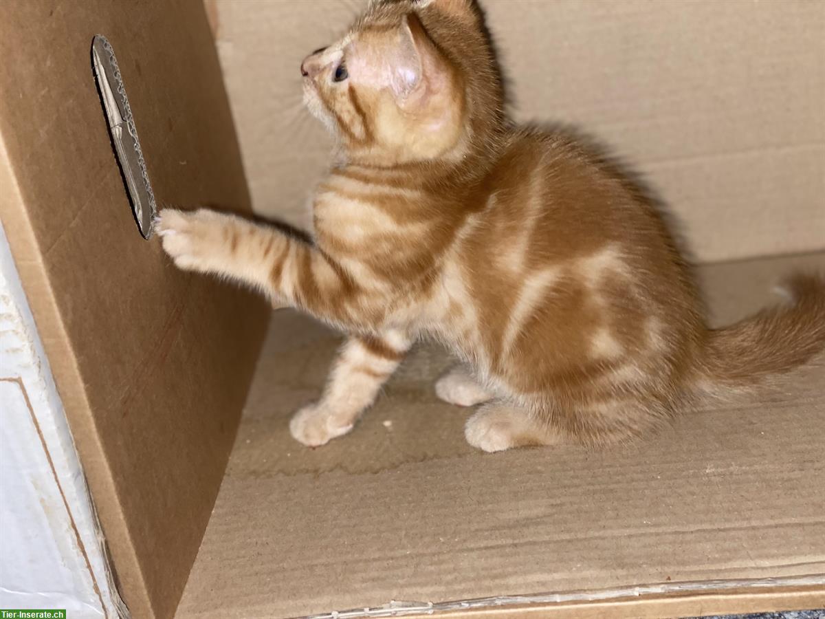 Bild 2: Kitten suchen Familienanschluss mit Auslauf