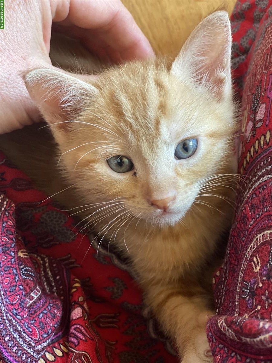 Bild 3: Kitten suchen Familienanschluss mit Auslauf