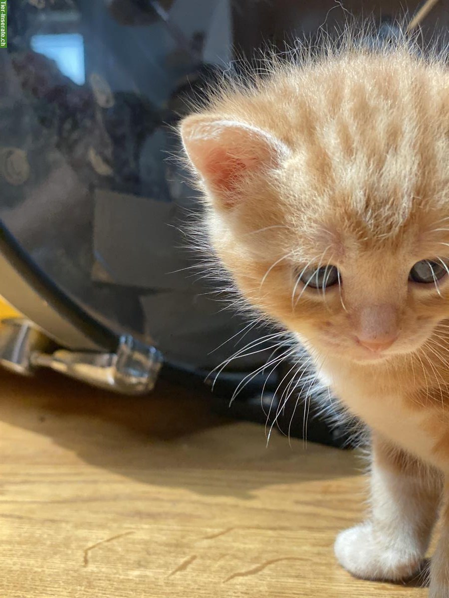 Bild 4: Kitten suchen Familienanschluss mit Auslauf