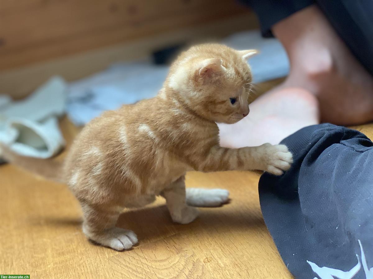 Bild 5: Kitten suchen Familienanschluss mit Auslauf
