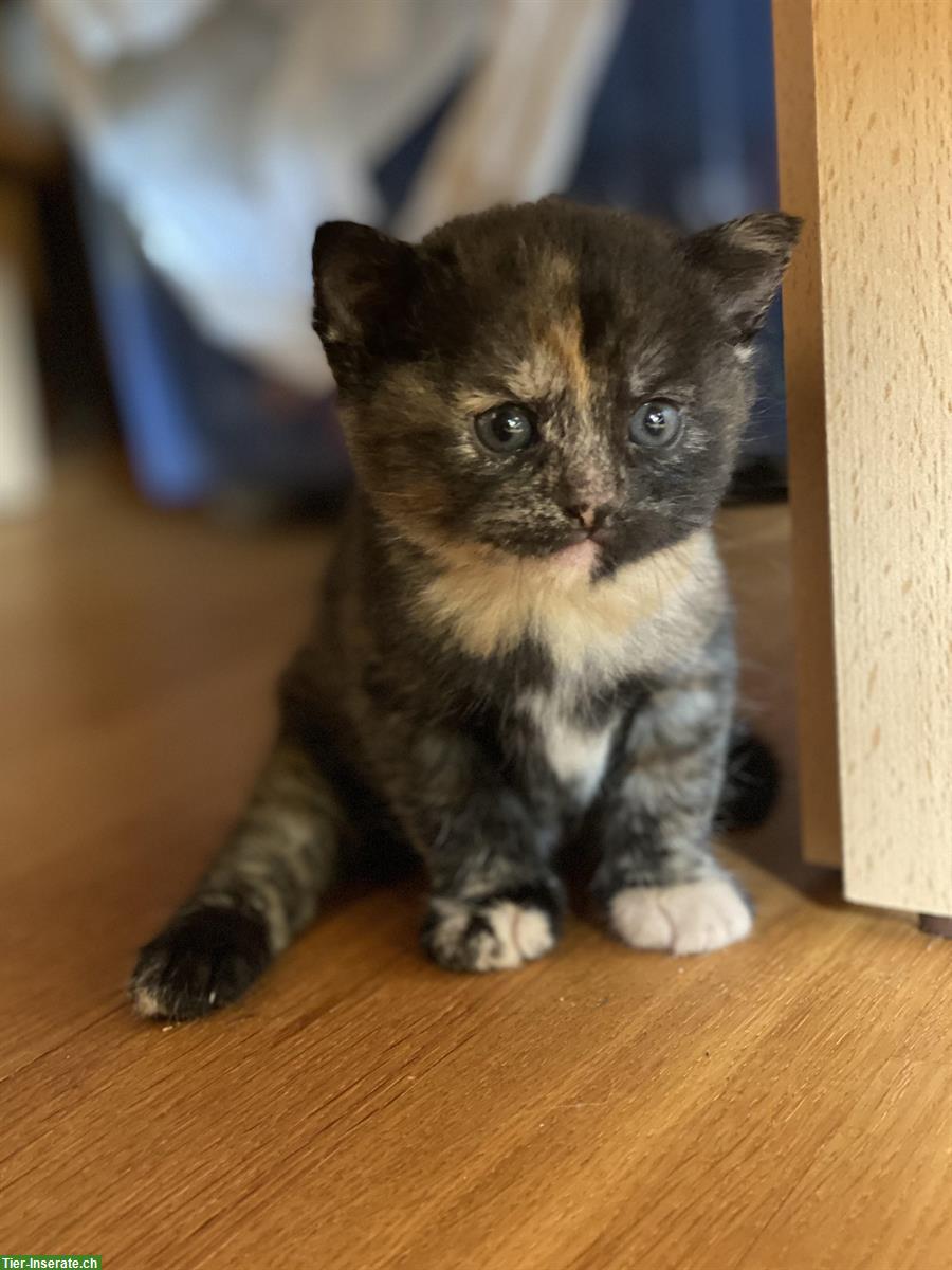Bild 6: Kitten suchen Familienanschluss mit Auslauf
