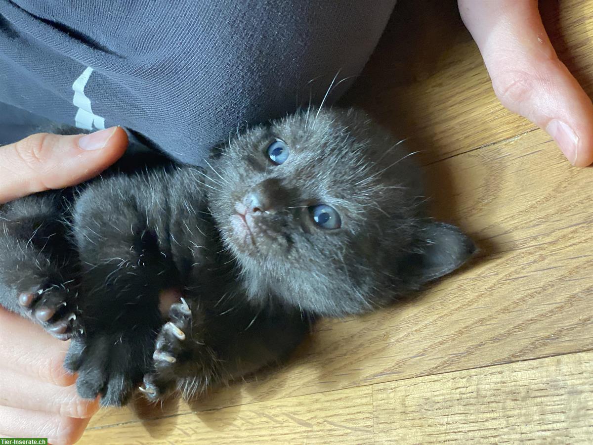 Bild 7: Kitten suchen Familienanschluss mit Auslauf