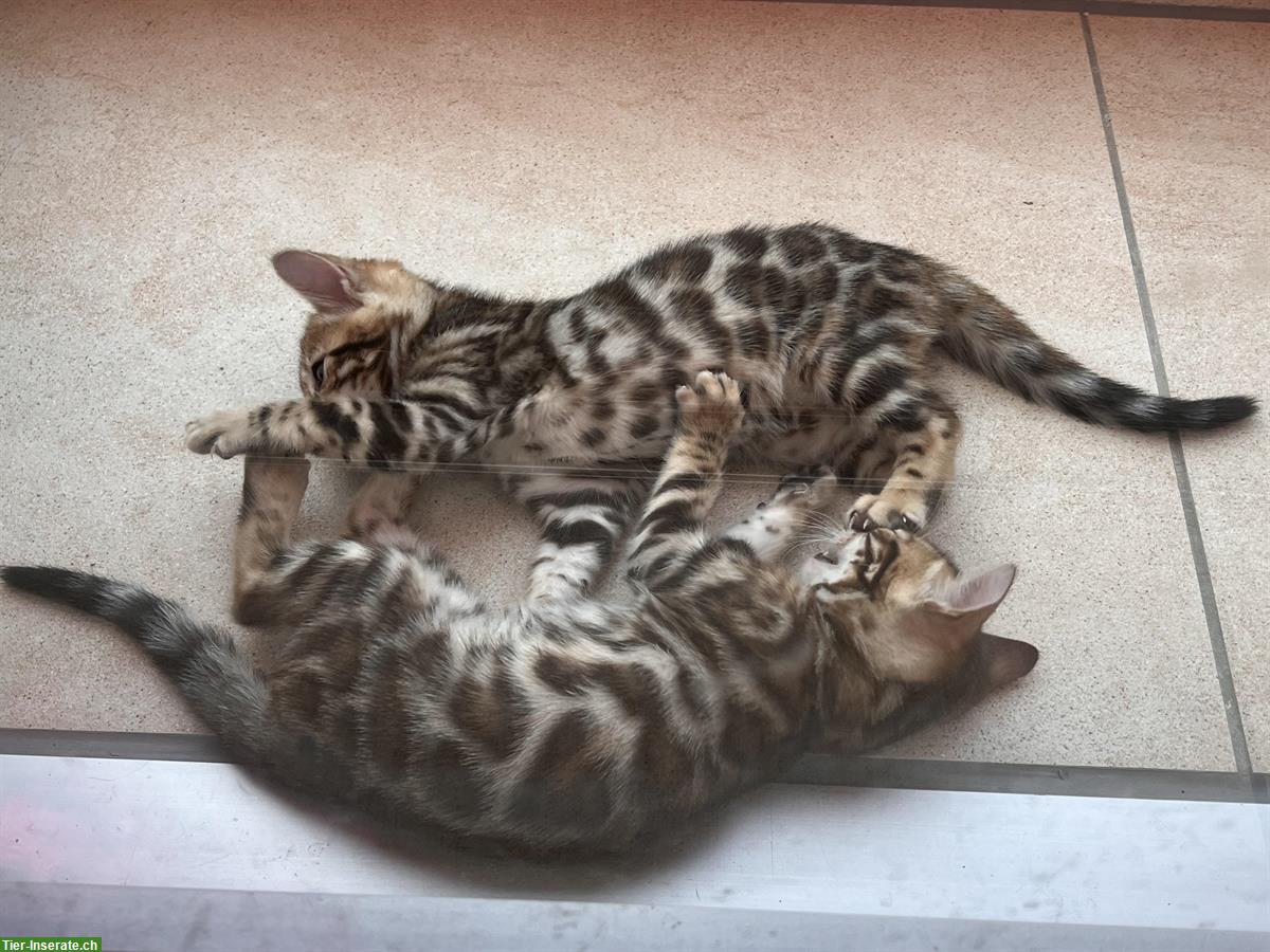 Bengal Kitten Männchen zu verkaufen