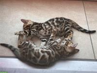 Bengal Kitten Männchen zu verkaufen