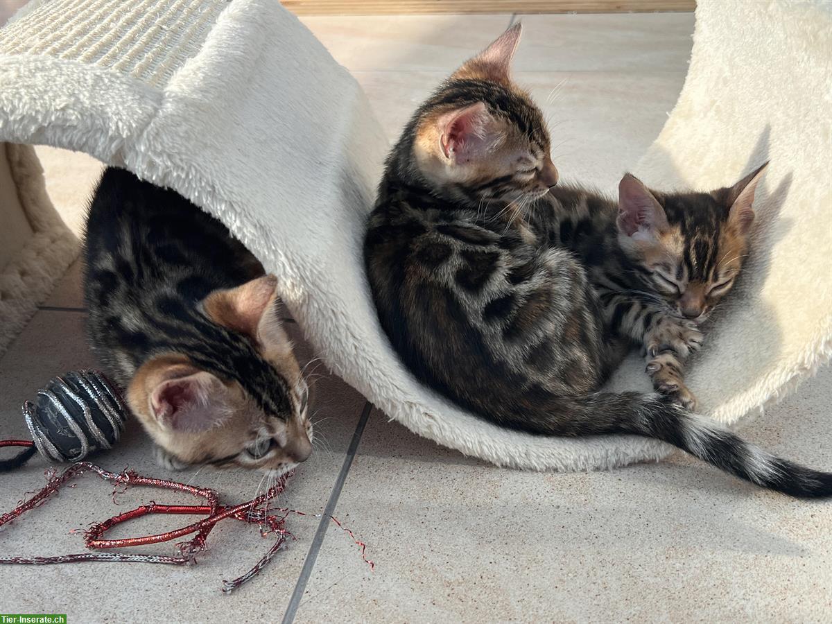 Bild 2: Bengal Kitten Männchen zu verkaufen