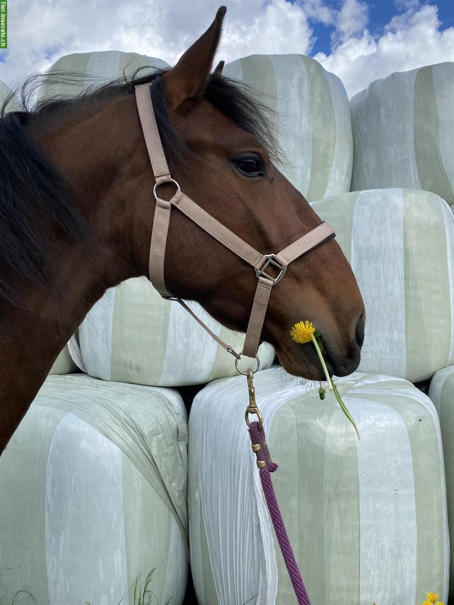 Bild 3: Junger Lusitano Wallach zu verkaufen