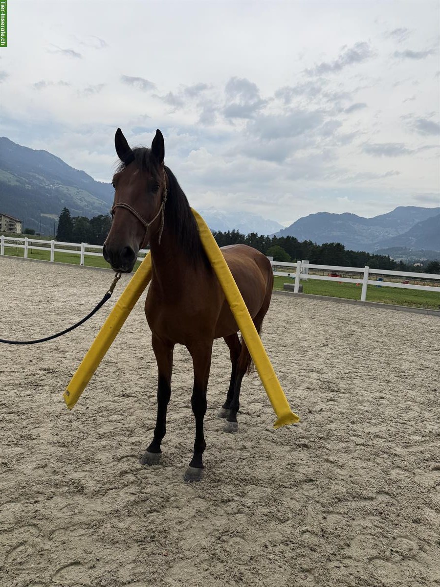 Bild 4: Junger Lusitano Wallach zu verkaufen