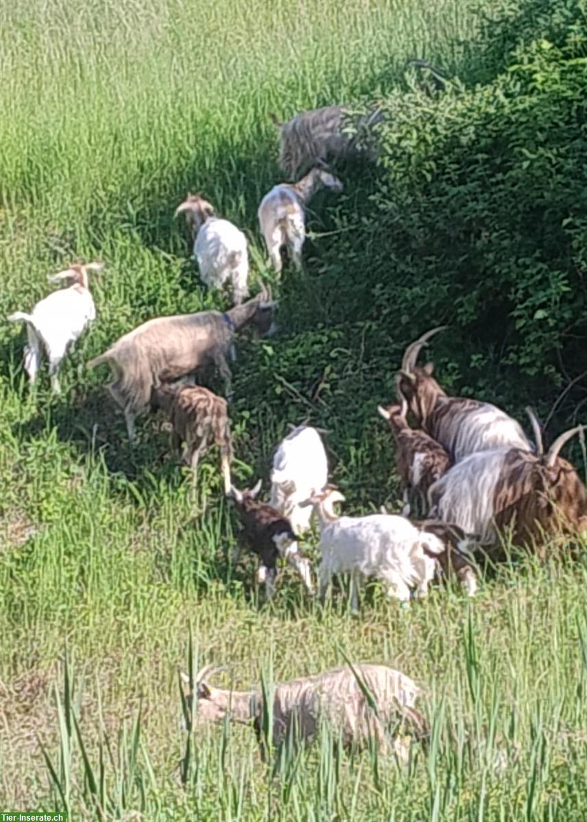 Diverse Ziegen 🐐 zu verkaufen