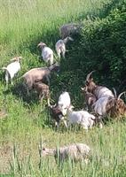 Diverse Ziegen 🐐 zu verkaufen