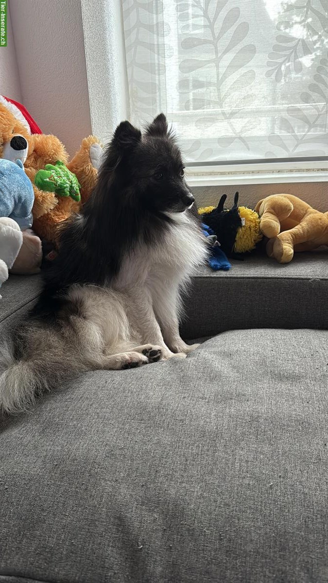Bild 2: Deutscher Wolfsspitz sucht ein neues Zuhause