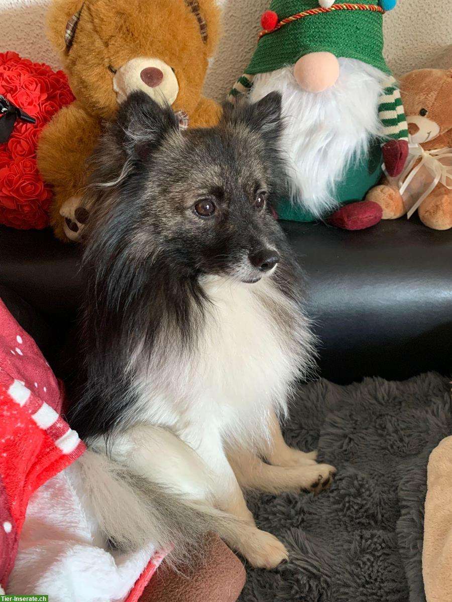 Bild 3: Deutscher Wolfsspitz sucht ein neues Zuhause