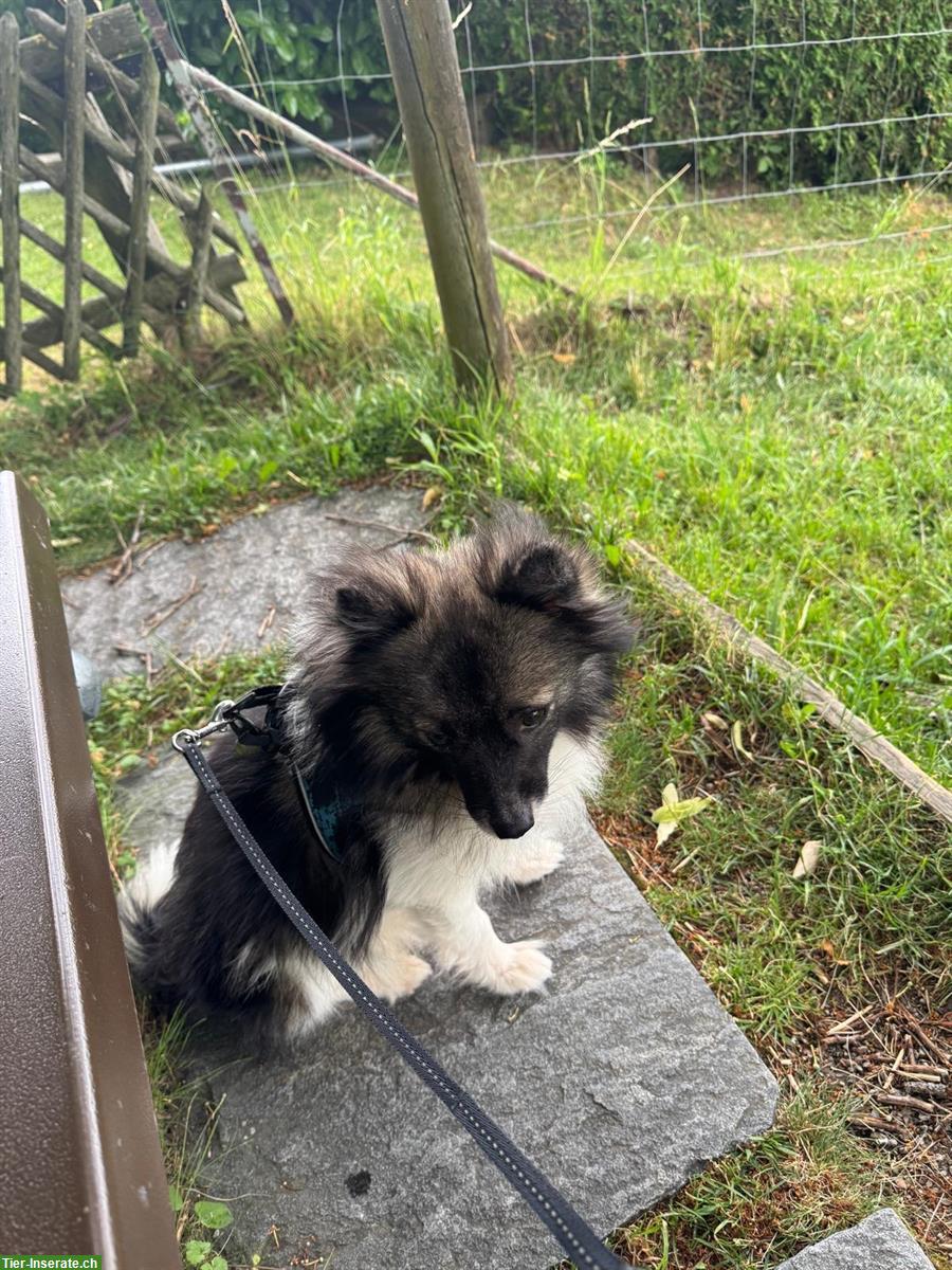 Bild 4: Deutscher Wolfsspitz sucht ein neues Zuhause