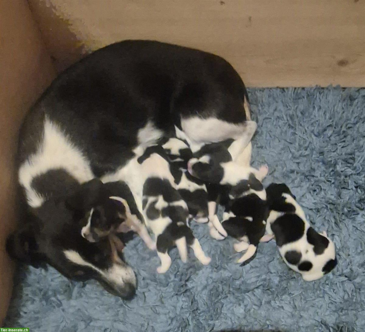 Ratier du Jura Welpen (Jura-Laufhund) zu verkaufen