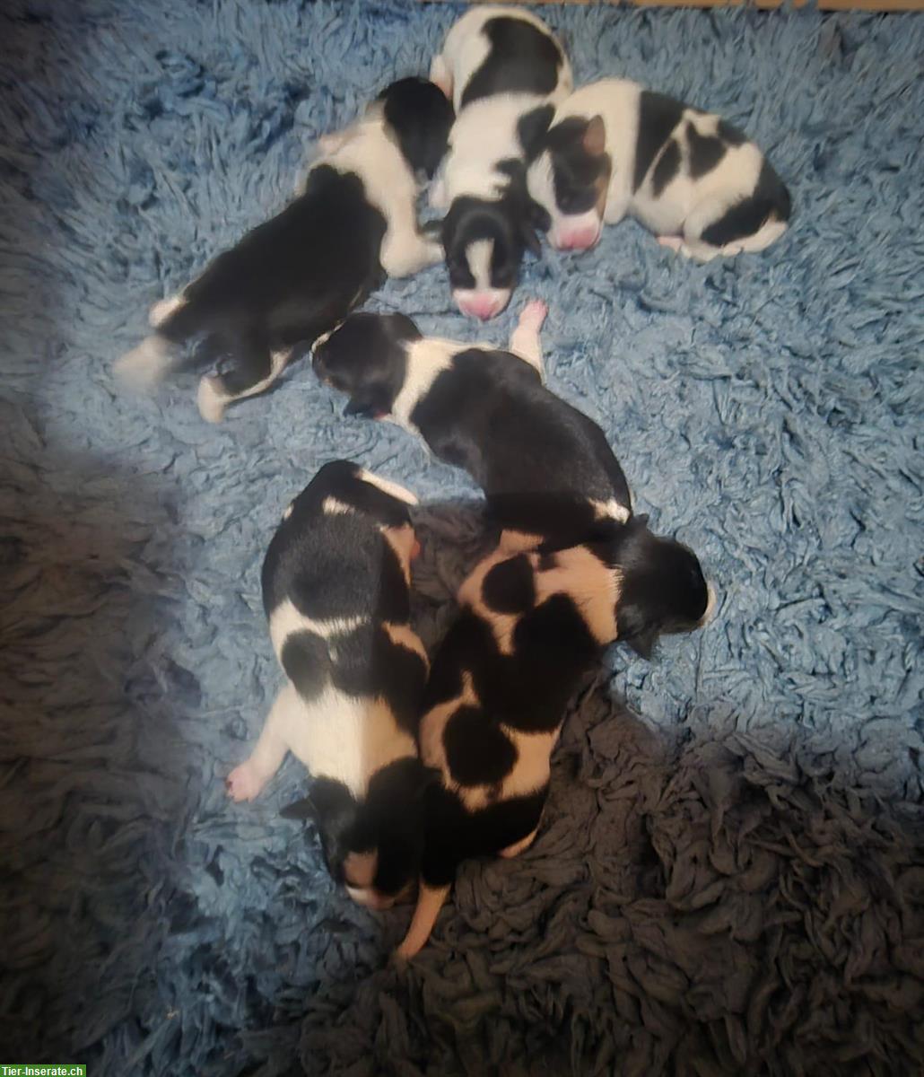 Bild 2: Ratier du Jura Welpen (Jura-Laufhund) zu verkaufen