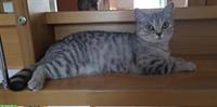 Super liebe BKH Katze sucht ein neues Zuhause