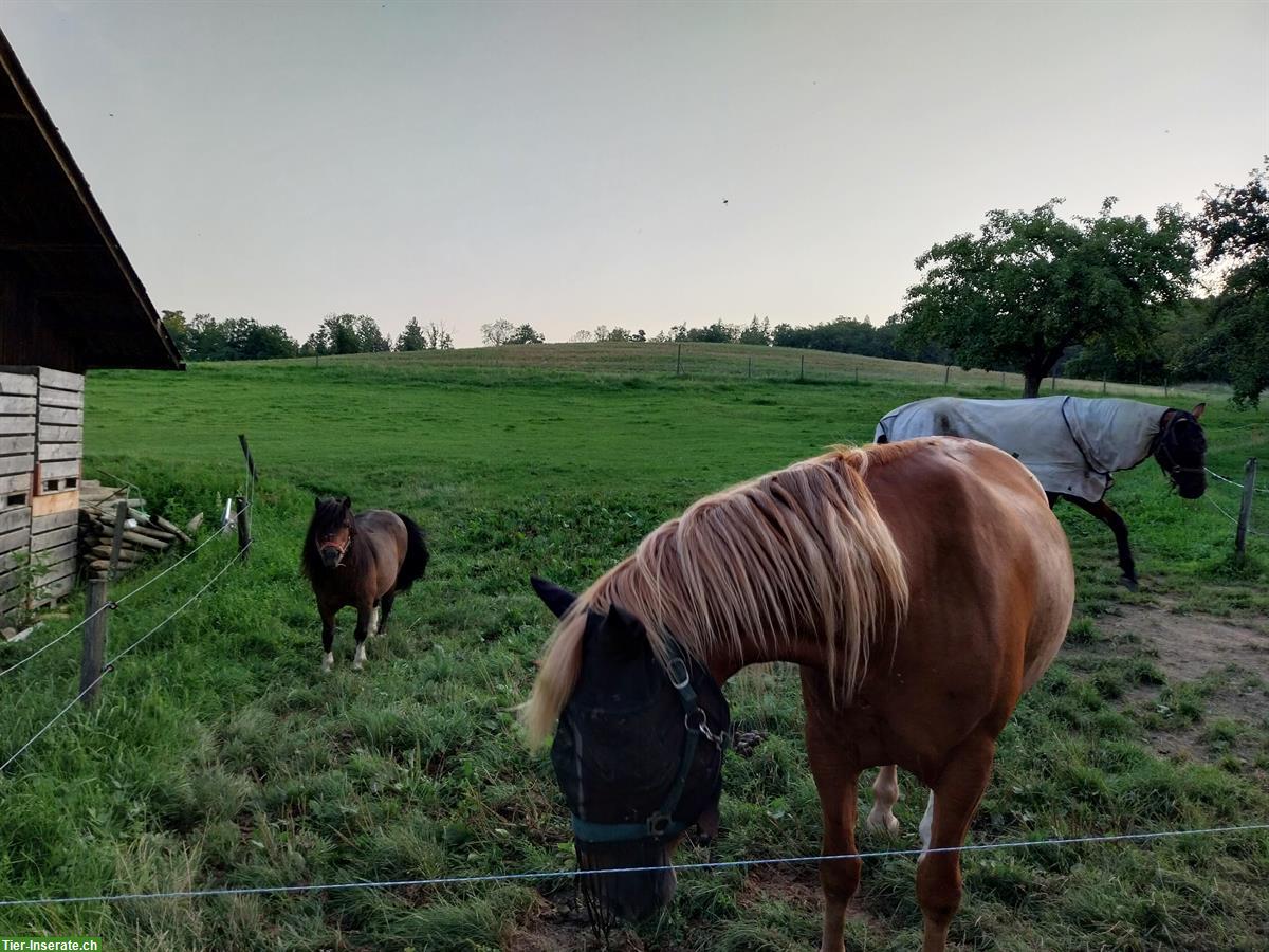 Altersplätze zu vergeben für Pferde und Ponys