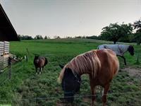 Altersplätze zu vergeben für Pferde und Ponys