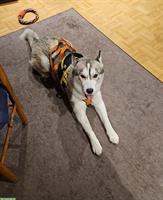 Husky Rüde sucht liebevolles Zuhause