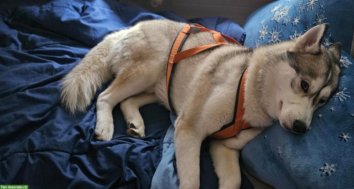 Bild 2: Husky Rüde sucht liebevolles Zuhause