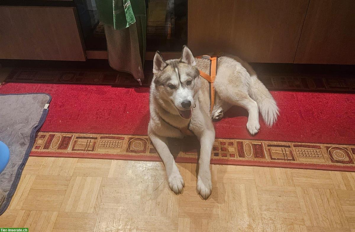 Bild 3: Husky Rüde sucht liebevolles Zuhause