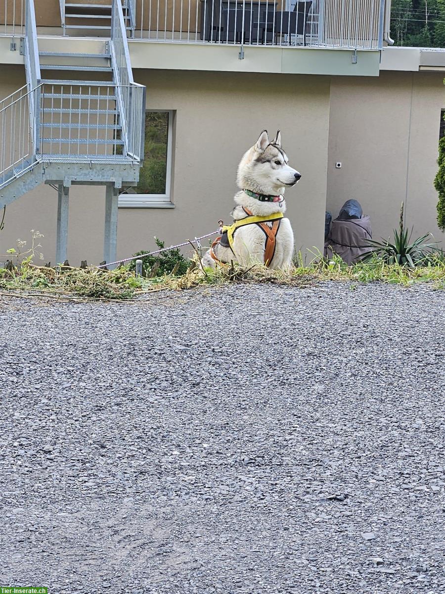 Bild 4: Husky Rüde sucht liebevolles Zuhause