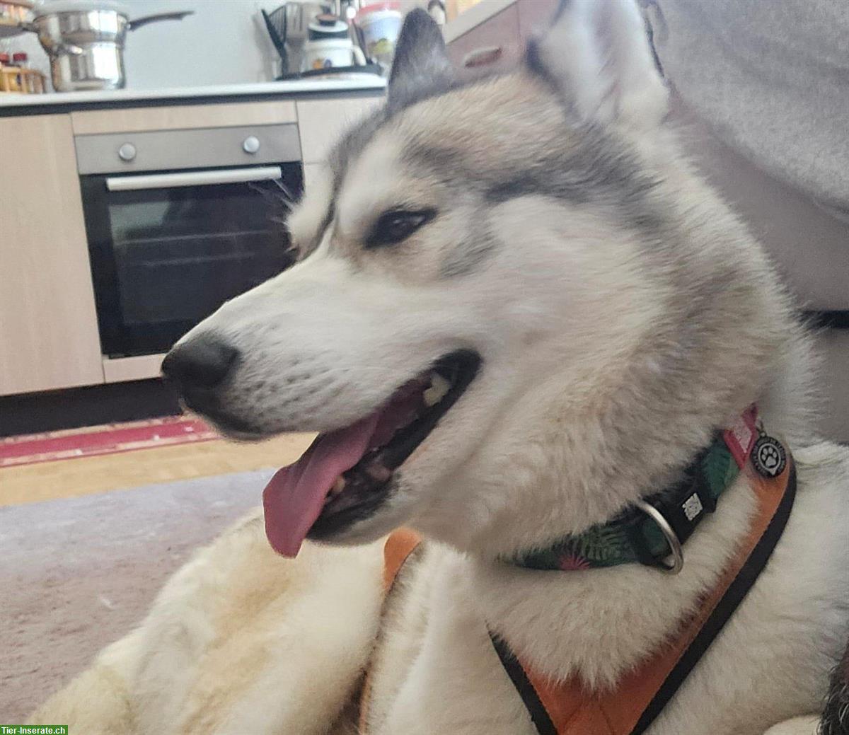 Bild 5: Husky Rüde sucht liebevolles Zuhause