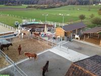 SUCHEN Stallunterstützung 40-50% auf Islandpferdehof bei Künten AG