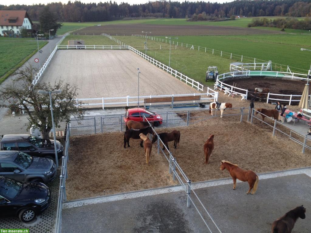 Bild 2: SUCHEN Stallunterstützung 40-50% auf Islandpferdehof bei Künten AG